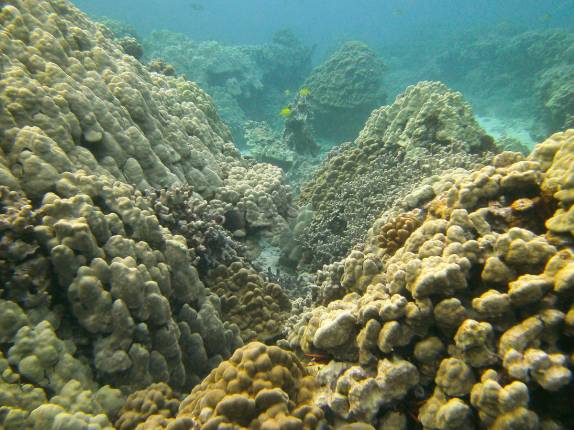 Águas claras e muitos corais em Honaunau Bay, ao sul de Kona, na Big Island, no Havaí